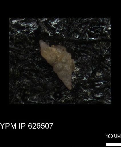 Heterohelicidae