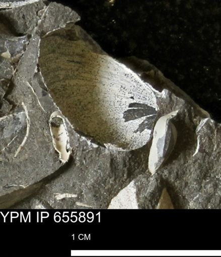Limopsis striatopunctatus