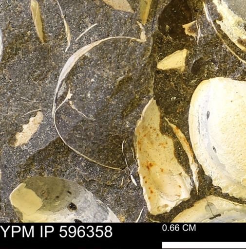 Limopsis striatopunctatus