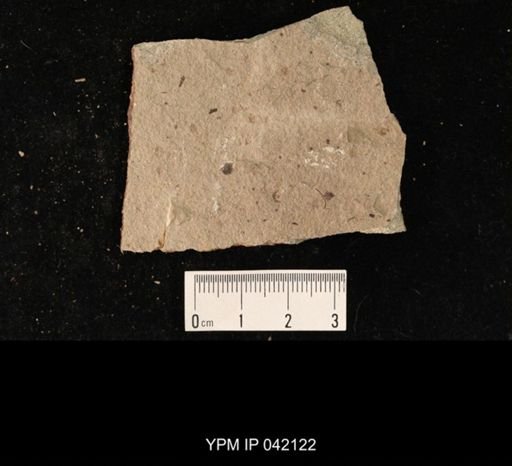 undet. Hymenoptera