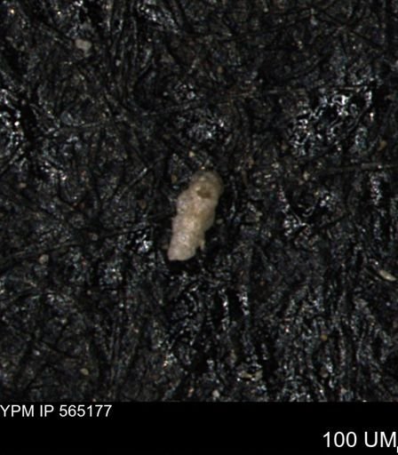 Verneuilinoides kansasensis