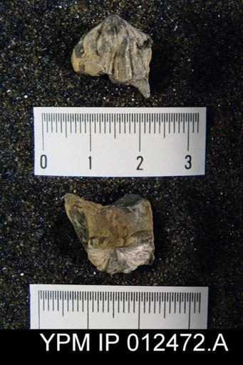Neospirifer pseudocameratus