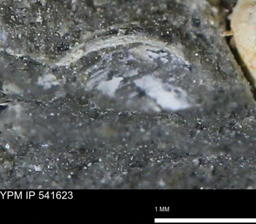 Limopsis striatopunctatus