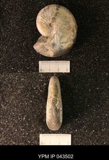 Hoploscaphites nicolletii