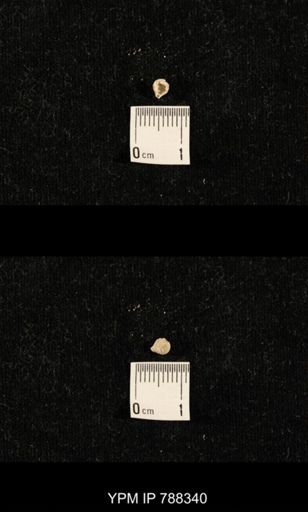 taxon undetermined