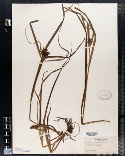 Carex intumescens