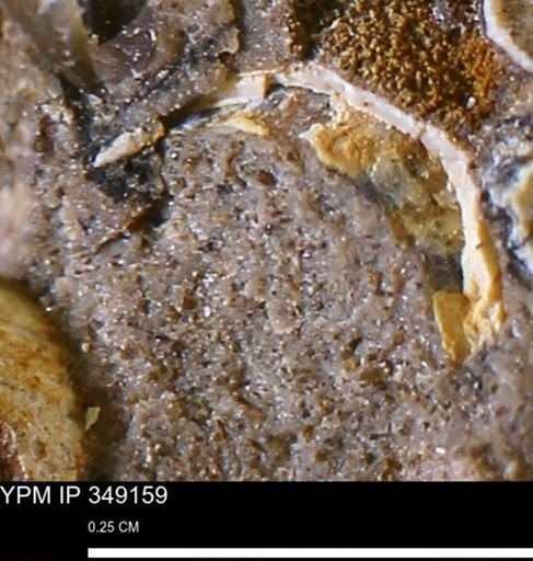 undet. Bivalvia