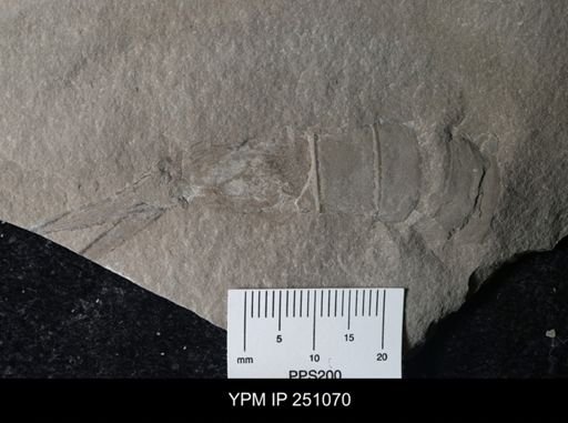 undet. Phyllocarida