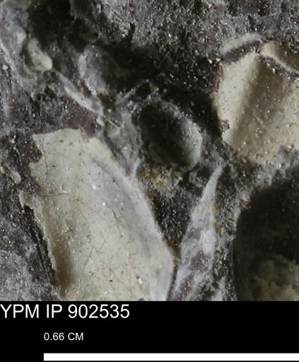 undet. Bivalvia
