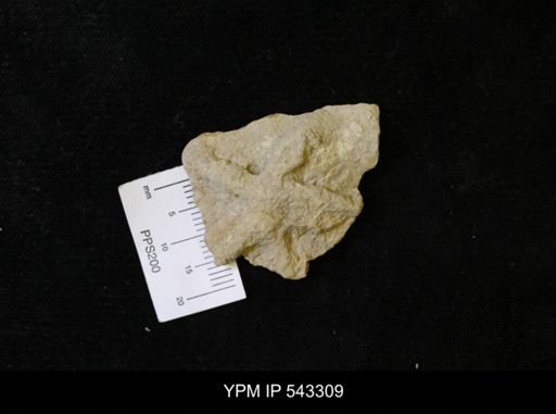 Asteriacites sp.