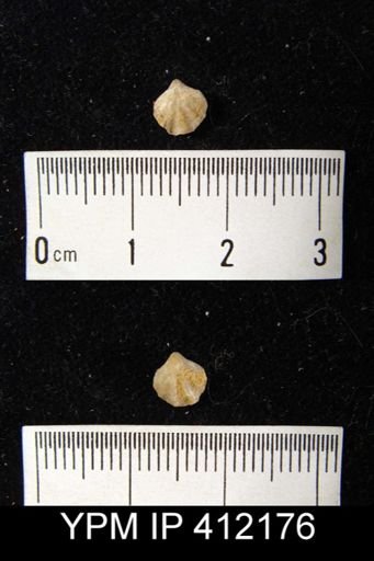 Atrypina barrandii