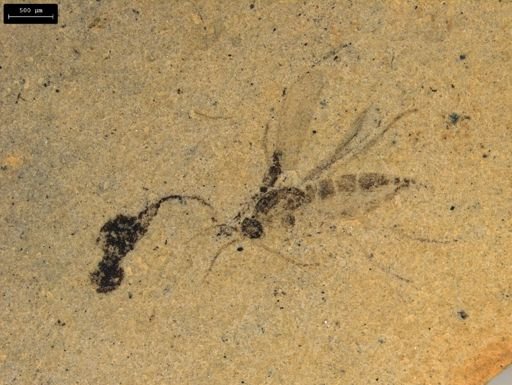 taxon undetermined
