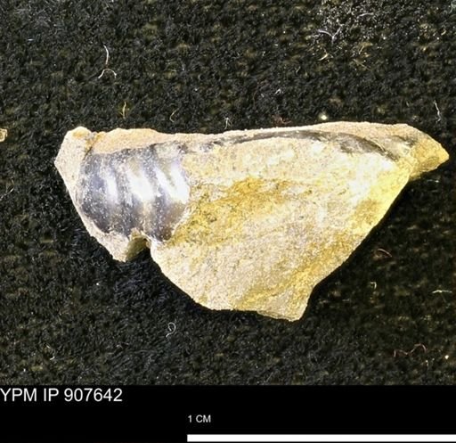 undet. Ammonoidea