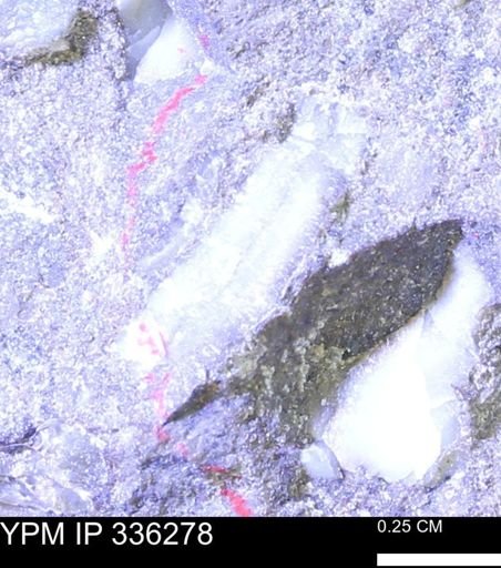 undet. Mollusca