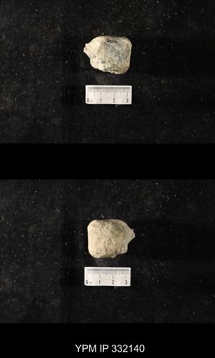 undet. Bryozoa