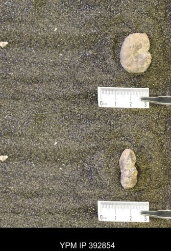undet. Mollusca