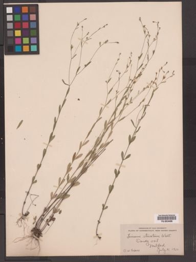 Linum striatum