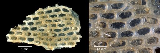 Membranipora arborescens