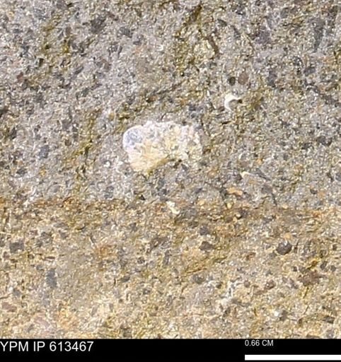 Scaphites sp.
