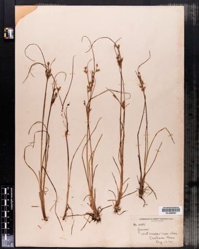 Juncus
