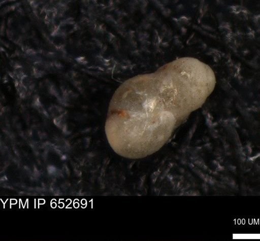 undet. Foraminiferida