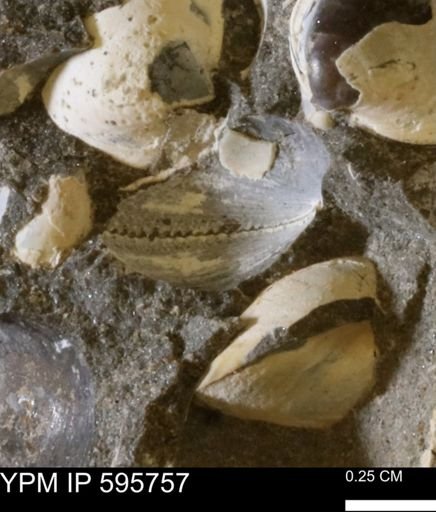 Protocardia sp.