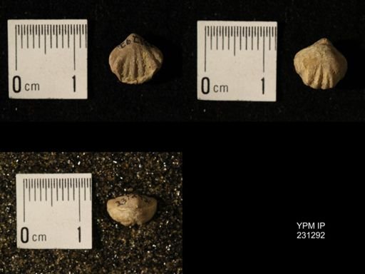 Wellerella osagensis