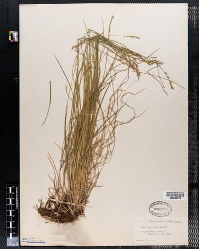 Carex bromoides