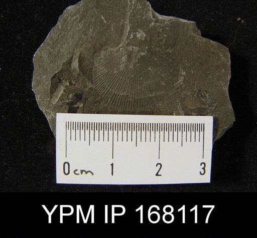 Orthotetes chemungensis