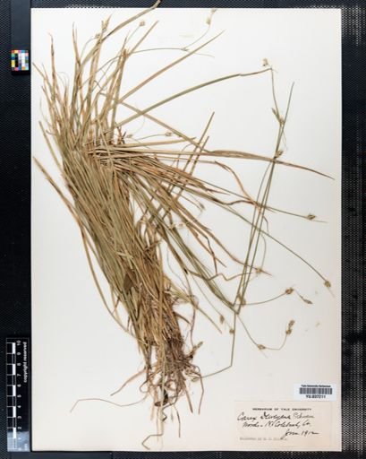 Carex deweyana