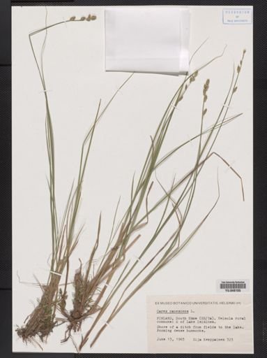 Carex canescens