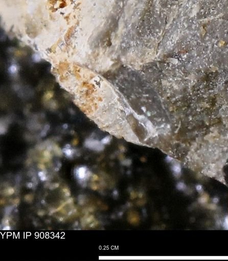 undet. Bivalvia