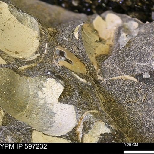 Limopsis striatopunctatus