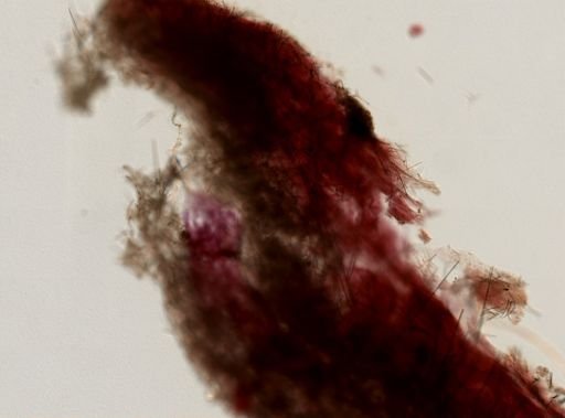 Hymedesmia sp.
