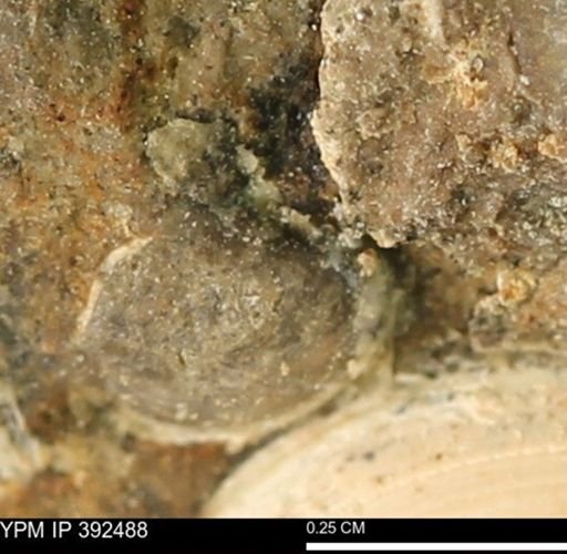 Protocardia subquadrata