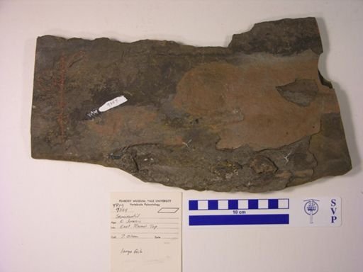 Semionotus sp.
