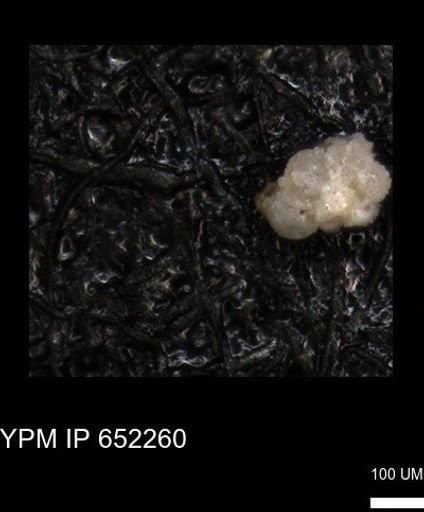 undet. Foraminiferida