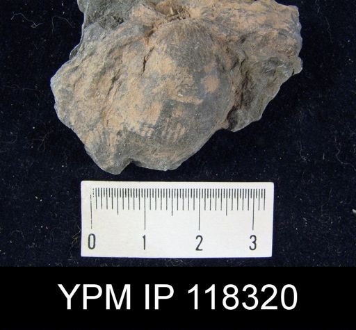 Atrypa reticularis
