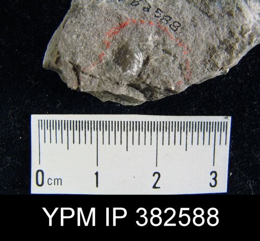 Squamularia perplexa
