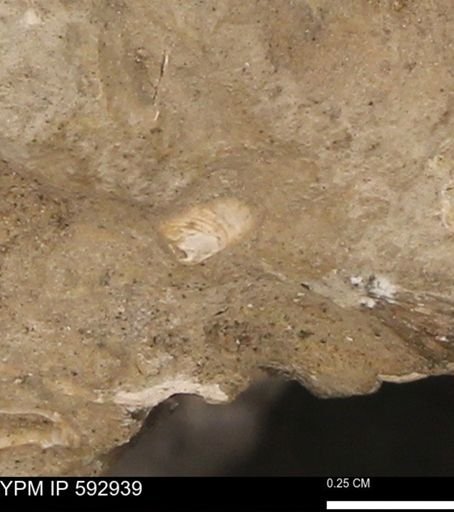 undet. Bivalvia