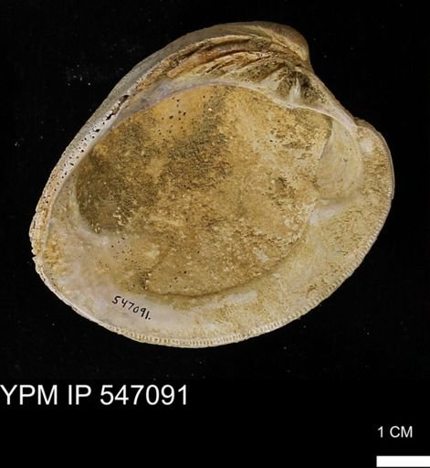 Venus mercenaria