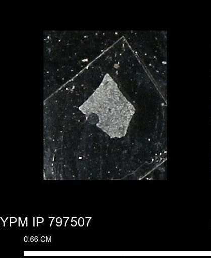 Baculites ovatus haresi