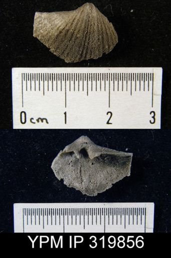 Spirifer sp.