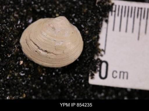 Limopsis striatopunctatus