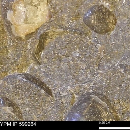 Protocardia subquadrata