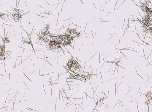 Ophlitaspongiidae
