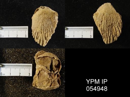 Plethorhyncha sp.