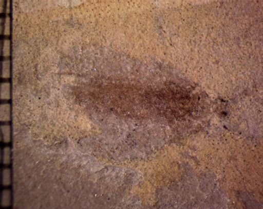 undet. Insecta