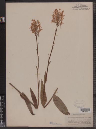 Habenaria blephariglottis