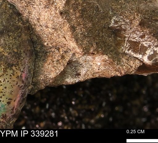 undet. Mollusca